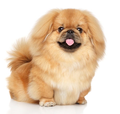 Pekingese online white dog
